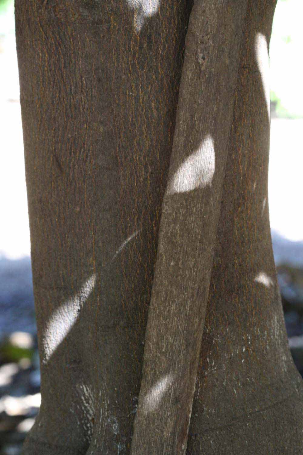           Bark (Riverside, CA)   